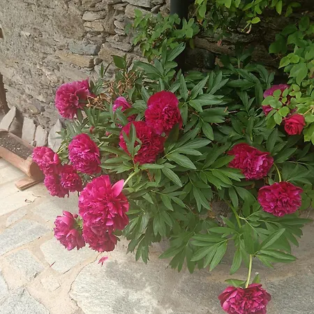 Casa Delle Rose - Мармора